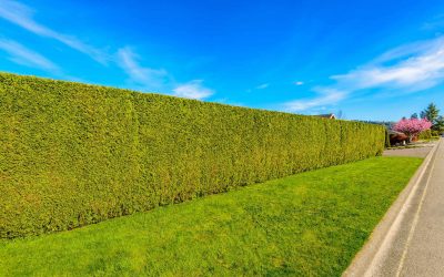 Beacon Hill Hedge Trimming