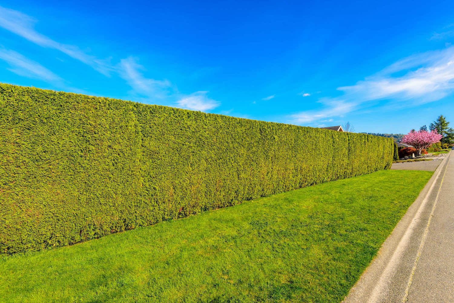 Beacon Hill Hedge Trimming The Hedge Pro