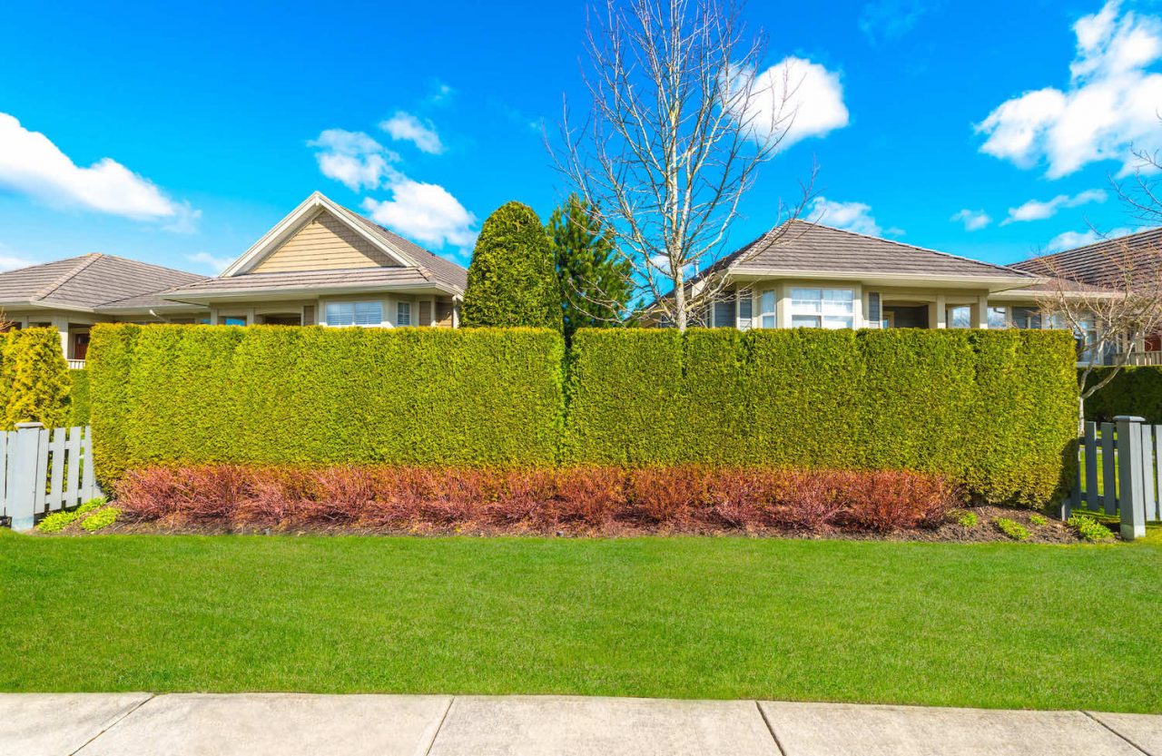 Ottawa Hedge Trimming The Hedge Pro
