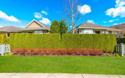 Ottawa Hedge Trimming