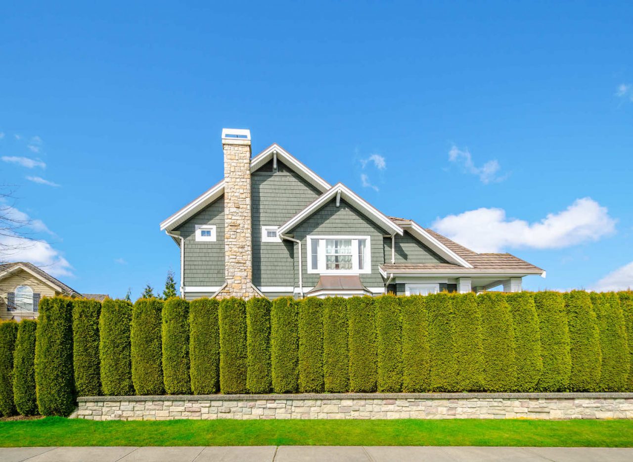 Hedge Trimming Ottawa The Hedge Pro